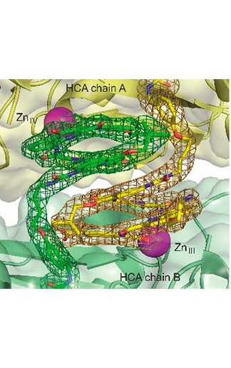 HCAdimerzoom - Foldamers/Biomolecules interactions