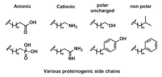 Side chains - biological applications of foldamers
